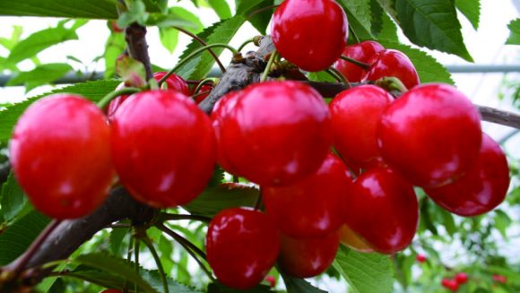 さくらんぼと米沢牛シャトーブリアンを味わう ３日間