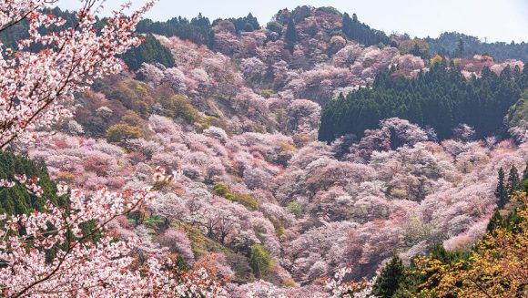 ＜桜の名所7選＞添乗員が感動した、人生で一度は見たい絶景