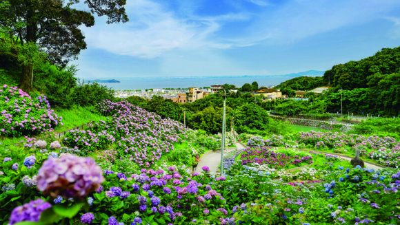 あじさい彩る蒲郡 花しょうぶ咲く伊勢神宮 ３日間