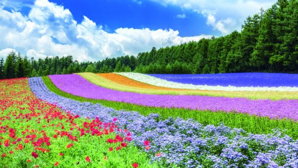 ロイヤルロード・プレミアムでめぐる北海道 夏のハイライト ７日間