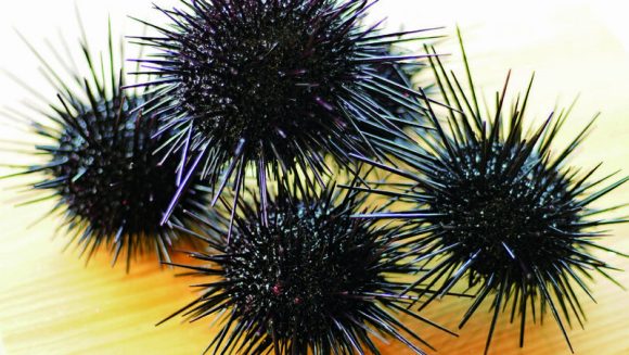 呼子「いか」と九州産「紫うに」 唐津と壱岐島 ４日間