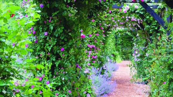 バラとレンゲツツジ咲く 花の軽井沢 ２日間