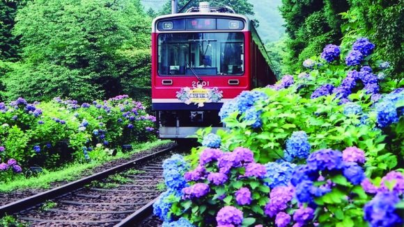 小田原城と箱根あじさい紀行 ２日間
