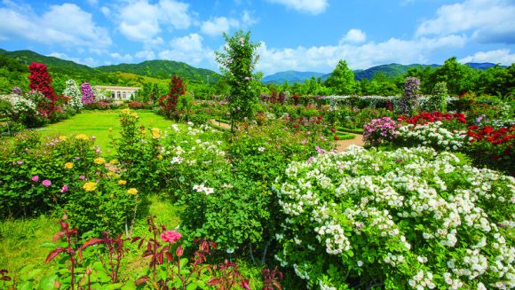 「サフィール踊り子」で行く花の伊豆 ３日間