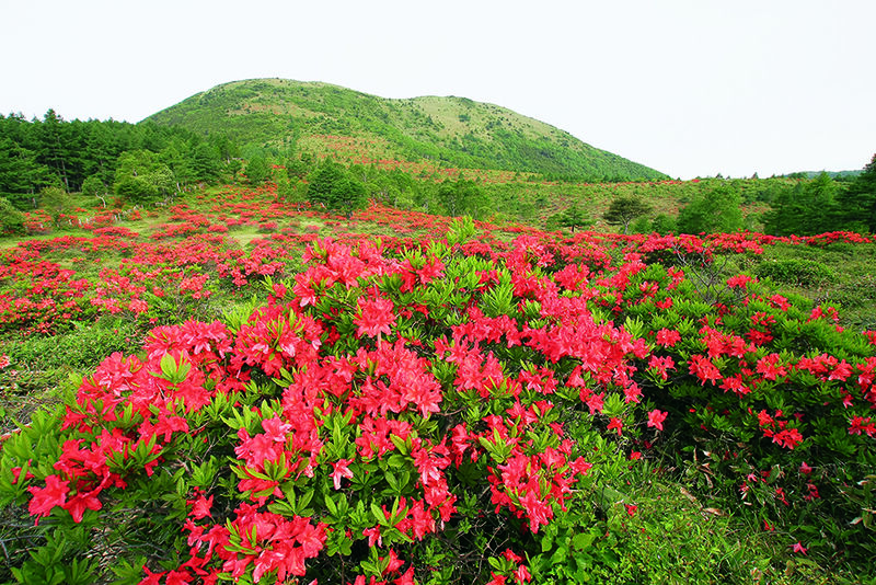 湯の丸高原 レンゲツツジ(6月頃)