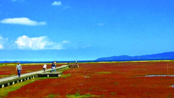サンゴ草が赤く染まる能取湖から阿寒湖へ ４日間
