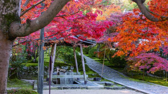 京都・奈良の紅葉と古都の伝統に触れる旅 3日間
