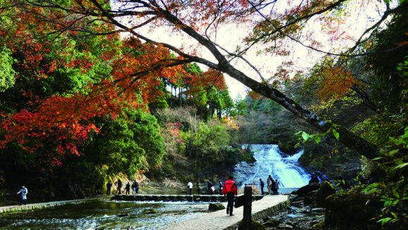 養老渓谷と鎌倉の紅葉を一度に愉しむ 2日間
