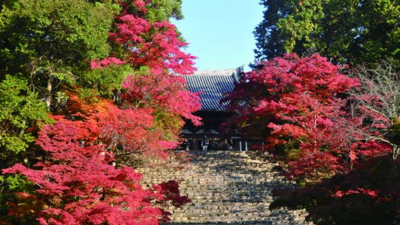 京都高雄・鷹峯と西山の紅葉を愛でる旅 ３日間